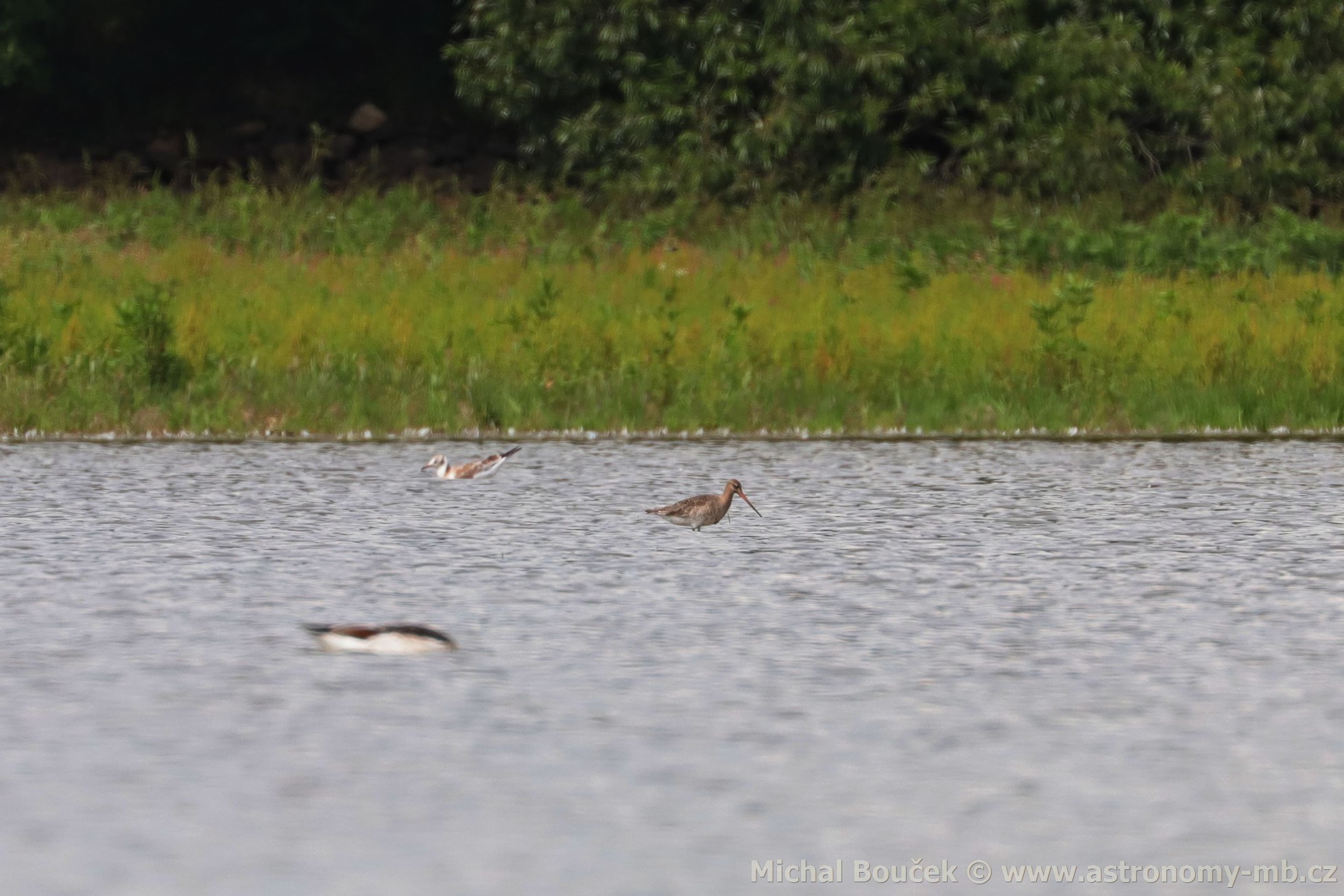 Bøehouš èernoocasý (Limosa limosa) Bøehouš èernoocasý (Limosa limosa)