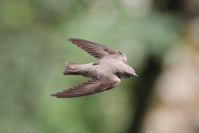 B�ehule skaln&iacute; (Ptyonoprogne rupestris)