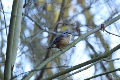 Brhlík lesní (Sitta europaea) Brhlík lesní (Sitta europaea)