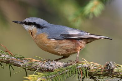 Brhlík lesní (Sitta europaea) Brhlík lesní (Sitta europaea)