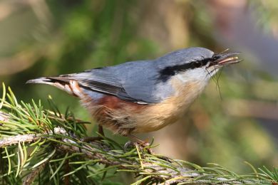 Brhlík lesní (Sitta europaea) Brhlík lesní (Sitta europaea)