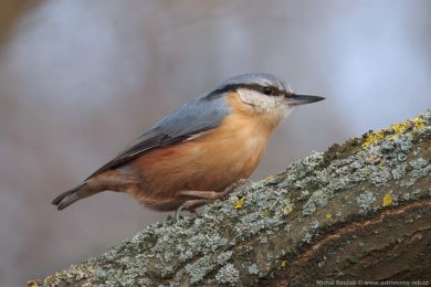 Brhlík lesní (Sitta europaea) Brhlík lesní (Sitta europaea)