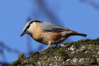 Brhlík lesní (Sitta europaea) Brhlík lesní (Sitta europaea)
