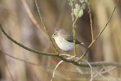 Budníek menší (Phylloscopus collybita)