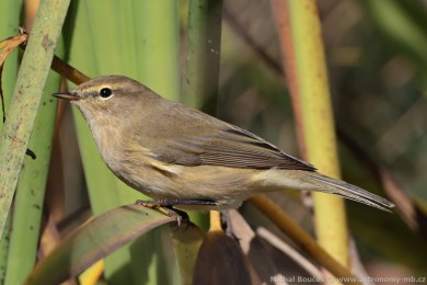 Budníek menší (Phylloscopus collybita)