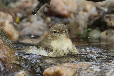 Budníek menší (Phylloscopus collybita)