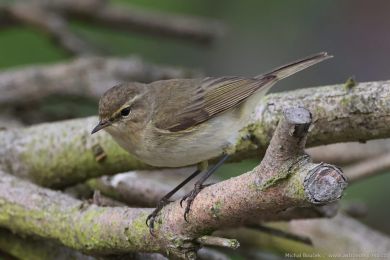 Budníek menší (Phylloscopus collybita)