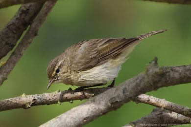 Budníek menší (Phylloscopus collybita)