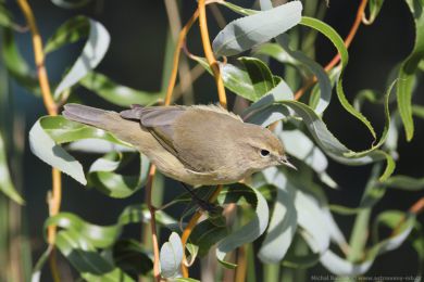 Budníček menší (Phylloscopus collybita) Budníček menší (Phylloscopus collybita)