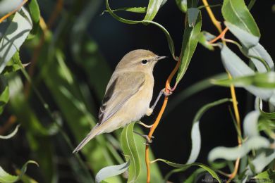 Budníček menší (Phylloscopus collybita) Budníček menší (Phylloscopus collybita)