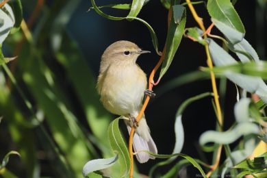 Budníček menší (Phylloscopus collybita) Budníček menší (Phylloscopus collybita)