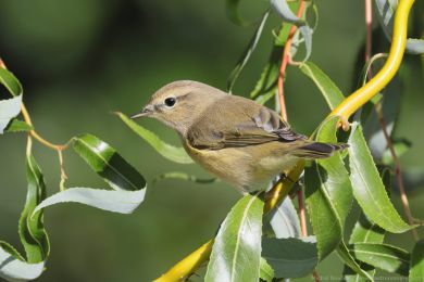 Budníček menší (Phylloscopus collybita) Budníček menší (Phylloscopus collybita)