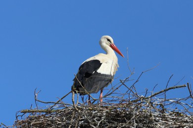 áp bílý (Ciconia ciconia)