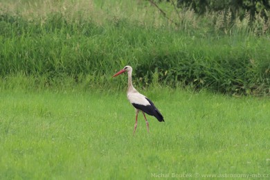 áp bílý (Ciconia ciconia)
