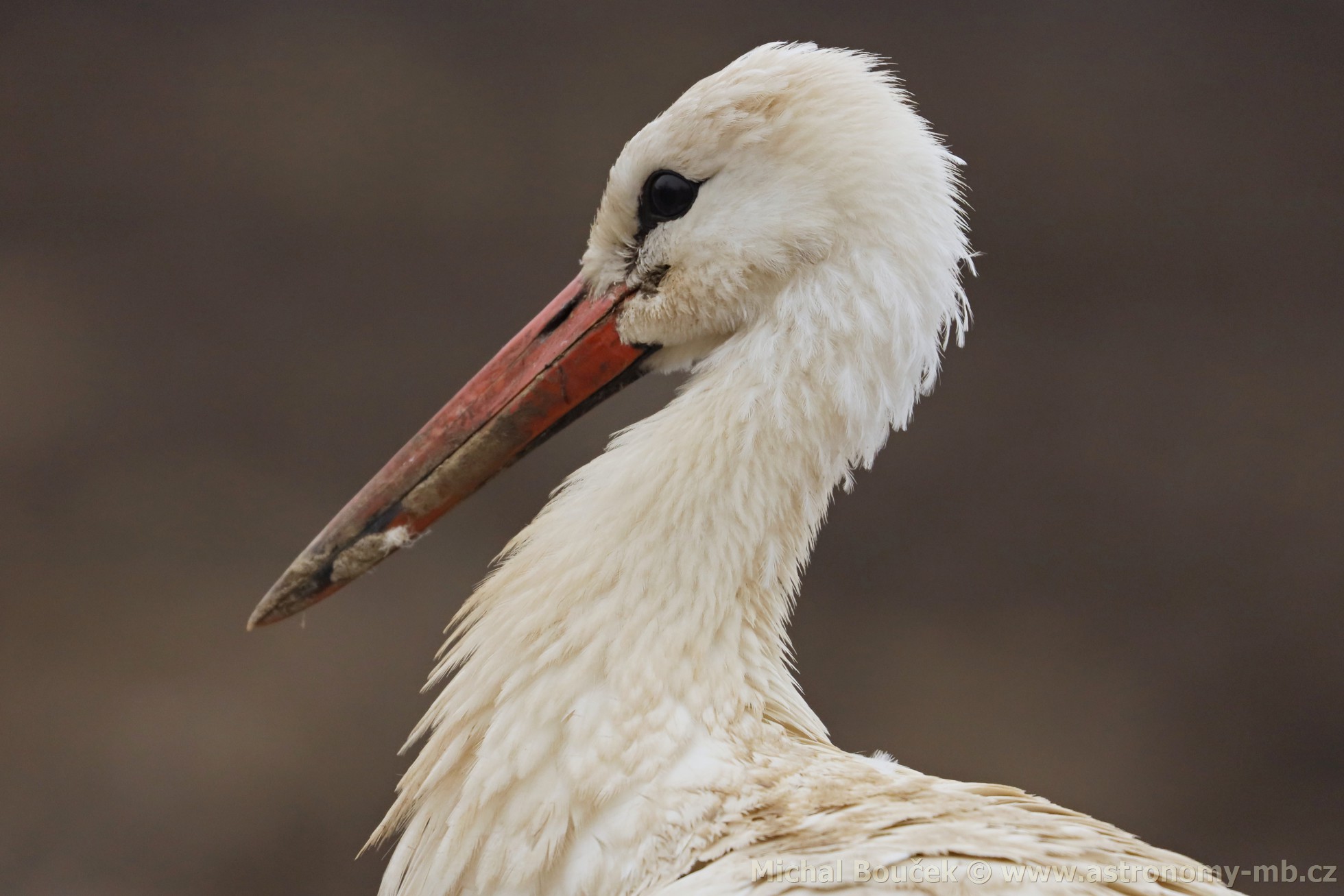 áp bílý (Ciconia ciconia)