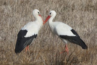 áp bílý (Ciconia ciconia)