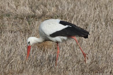 áp bílý (Ciconia ciconia)