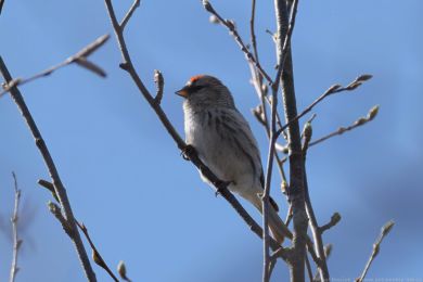 �e�etka zimn&iacute; (Acanthis flammea cabaret)