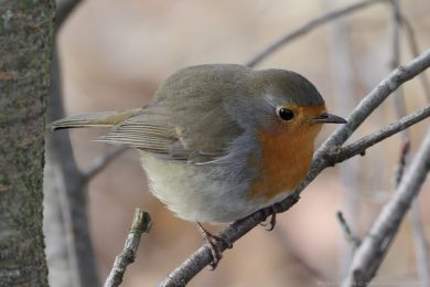 �ervenka obecn&aacute; (Erithacus rubecula)