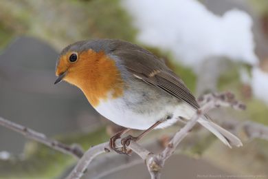 �ervenka obecn&aacute; (Erithacus rubecula)