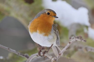 �ervenka obecn&aacute; (Erithacus rubecula)