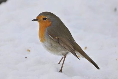 �ervenka obecn&aacute; (Erithacus rubecula)