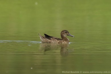 Čírka modrá (Anas querquedula) Čírka modrá (Anas querquedula)