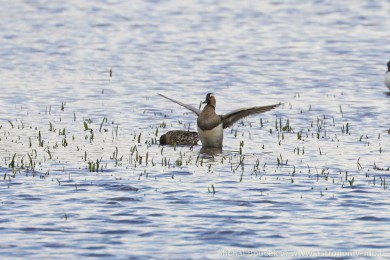Čírka modrá (Anas querquedula) Čírka modrá (Anas querquedula)