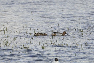 Čírka modrá (Anas querquedula) Čírka modrá (Anas querquedula)