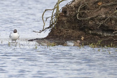 Čírka modrá (Anas querquedula) Čírka modrá (Anas querquedula)