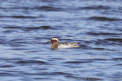 Čírka modrá (Anas querquedula) Čírka modrá (Anas querquedula)