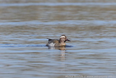 Čírka modrá (Anas querquedula) Čírka modrá (Anas querquedula)