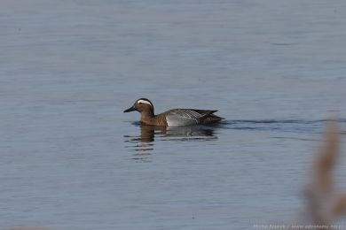 Čírka modrá (Anas querquedula) Čírka modrá (Anas querquedula)