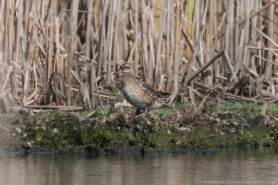 Čírka modrá (Anas querquedula) Čírka modrá (Anas querquedula)