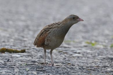 Ch�&aacute;stal poln&iacute; (Crex crex)