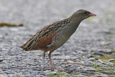 Ch�&aacute;stal poln&iacute; (Crex crex)