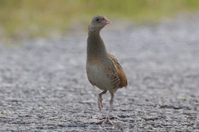 Ch�&aacute;stal poln&iacute; (Crex crex)