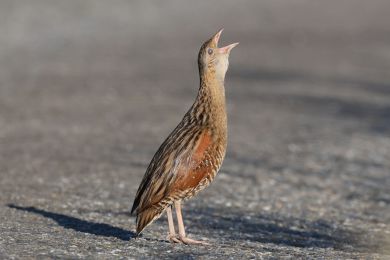 Ch�&aacute;stal poln&iacute; (Crex crex)