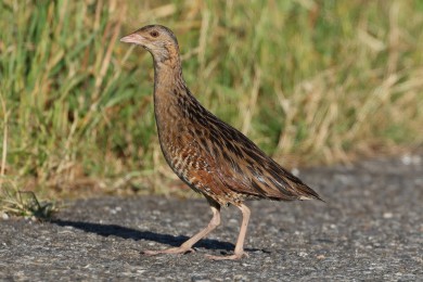 Ch�&aacute;stal poln&iacute; (Crex crex)