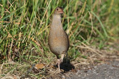 Ch�&aacute;stal poln&iacute; (Crex crex)