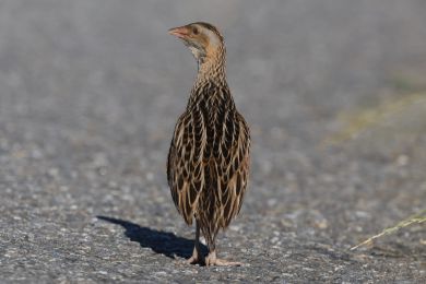 Ch�&aacute;stal poln&iacute; (Crex crex)