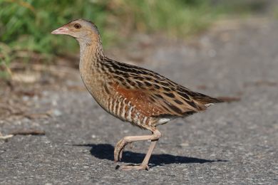 Ch�&aacute;stal poln&iacute; (Crex crex)