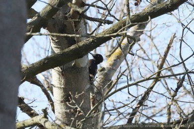 Datel erný (Dryocopus martius)