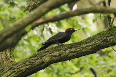 Datel erný (Dryocopus martius)