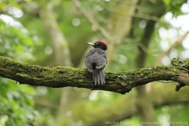 Datel erný (Dryocopus martius)