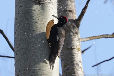 Datel erný (Dryocopus martius)