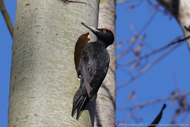 Datel erný (Dryocopus martius)