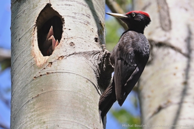 Datel erný (Dryocopus martius)