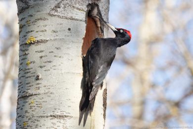 Datel erný (Dryocopus martius)