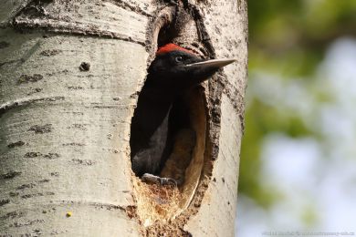 Datel erný (Dryocopus martius)